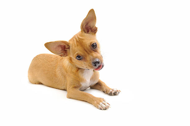 little puppy posing on a white background stock photo