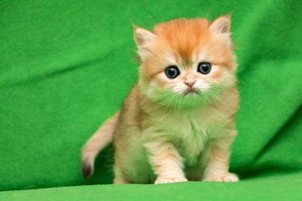 Little red British kitten staring at the camera stock photo