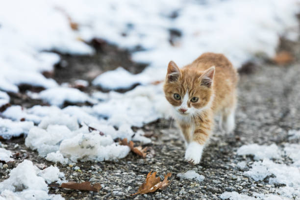Little red kitten walking in the snowy forest  cat stock pictures, royalty-free photos & images