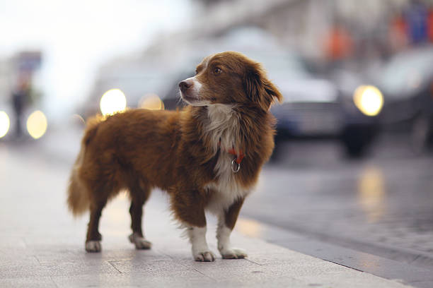 little redhead cute dog on the street stock photo