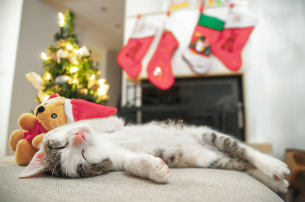 Little Santa kitten Christmas with tree and Christmas To stock photo