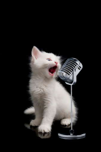 beautiful cat is sing a song