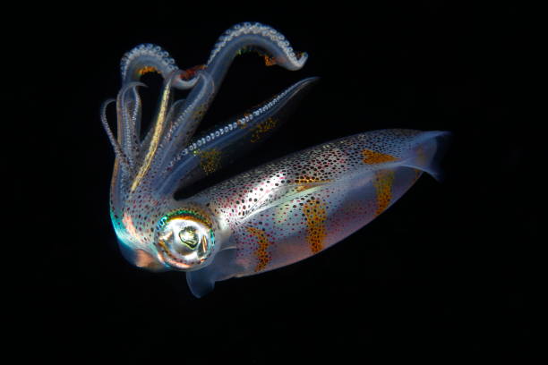 Little Squid underwater at night stock photo