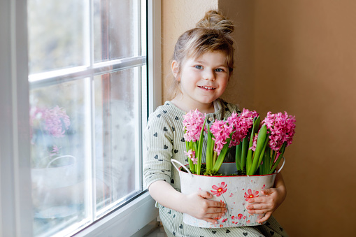 Little toddler girl sitting by window with blossoming pink hyacinth flowers. Happy child, indoors. Mother's day, valentine's day or birthday and spring concept