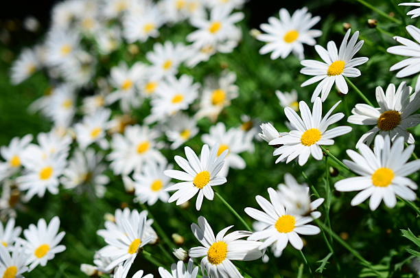 Little white flowers stock photo