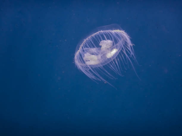 little white freshwater jellyfish in blue water from a lake - zoetwaterkwal stockfoto's en -beelden