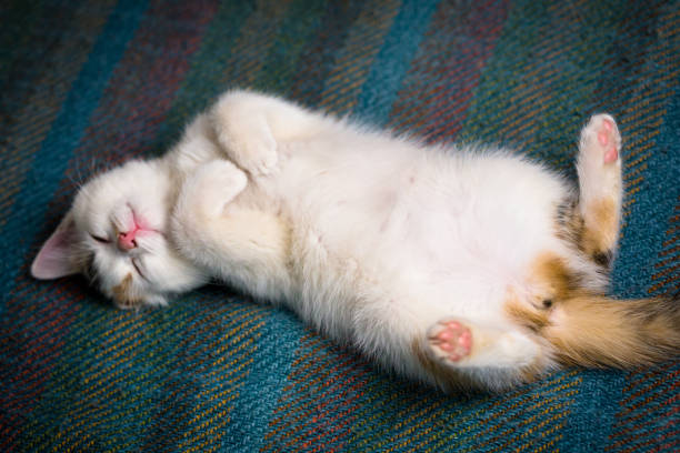 kleine weiße tricolor kätzchen schlafen auf dem kopf - katze dreifarbig niemand stock-fotos und bilder