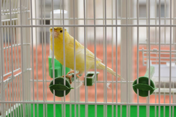 Little yellow canary bird in cage standing on plastic branches stock photo