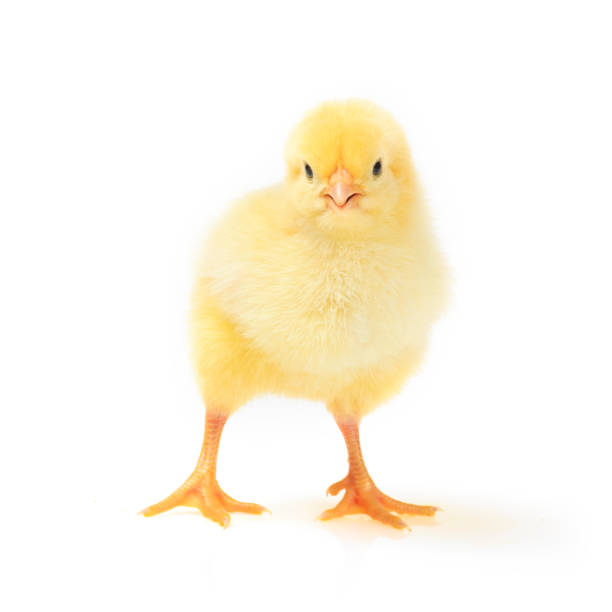 Little yellow chick Isolated on white background baby chicken stock pictures, royalty-free photos & images