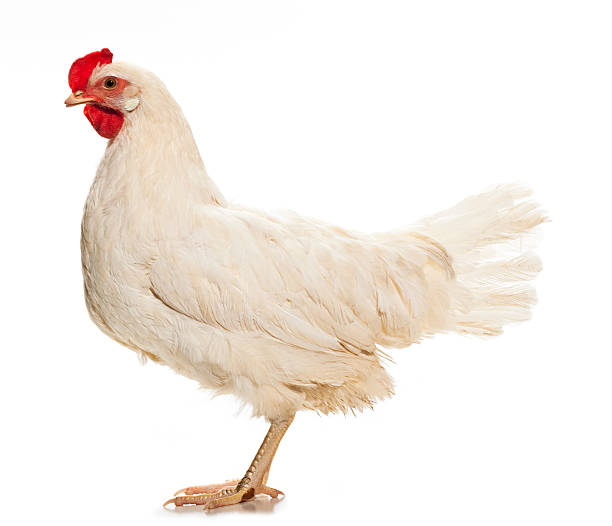 Live Chicken Isolated on White Background Live Chicken photographed in the studio on a on White Background. white leghorn stock pictures, royalty-free photos & images