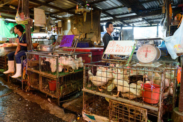 Live ducks for sale at Khlong Toei Market biggest fresh market stock photo