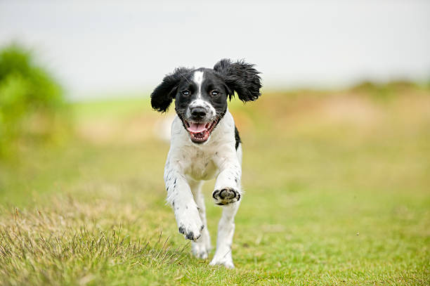 Live each day "Young, free and happy spaniel" approaching stock pictures, royalty-free photos & images