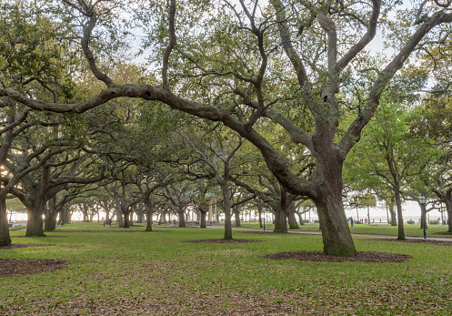 Live Oak Baume Stehen Stramm In White Point Garden Stockfoto Und