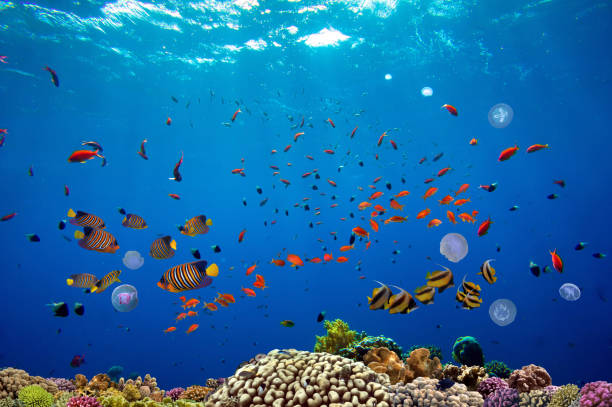 A lively coral reef, with many fish and bubbles in the background stock photo