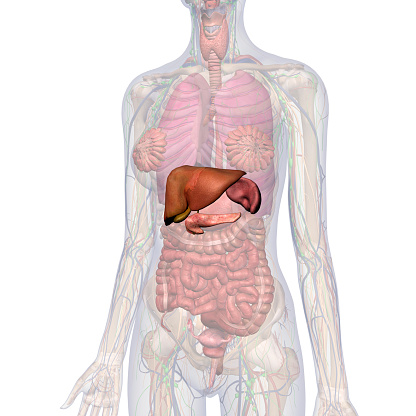 spleen pancreas gallbladder istockphoto