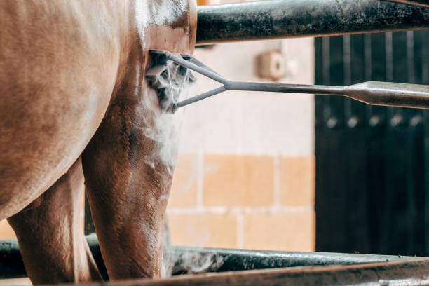 Livestock brand on horseback with cold liquid nitrogen technique stock photo