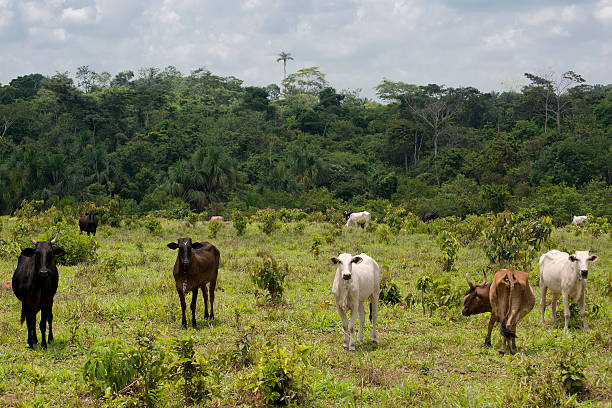 gado na amazônia brasileiro - gado brasil - fotografias e filmes do acervo