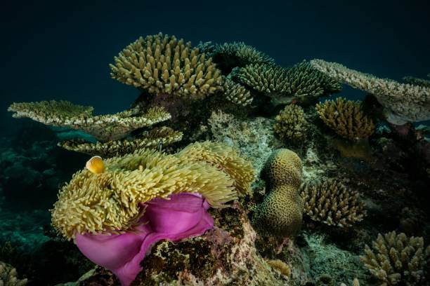 проживание на рифе - comoros стоковые фото и изображения