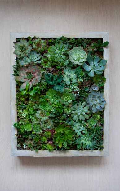 Living picture gardening concept with various succulents within a wooden frame terrarium Living picture gardening concept with various succulent plants within a wooden frame terrarium isolated on light background haworthia stock pictures, royalty-free photos & images