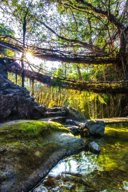 living root bridge of meghalaya The double-decker living root bridges of Nongriat in Meghalaya, India double decker bus stock pictures, royalty-free photos & images
