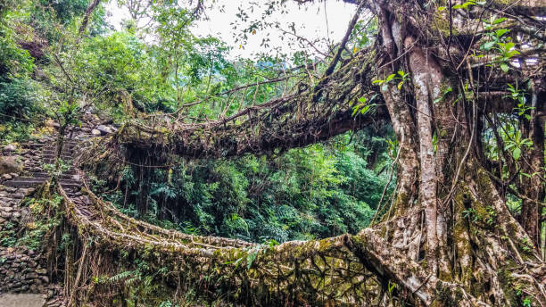 Living Root Bridges of Meghalaya - Double Decker The Double Decker Root Bridge over Umshiang river, Cherrapunjee, Meghalaya, India double decker bus stock pictures, royalty-free photos & images