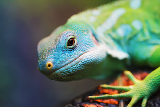 lizard close up animal portrait - aruba imagens e fotografias de stock