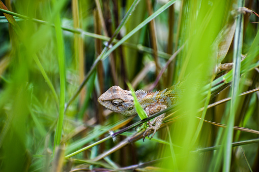 Close up shot of a lizard hanging on a grass leaf and trying to hide away its presence