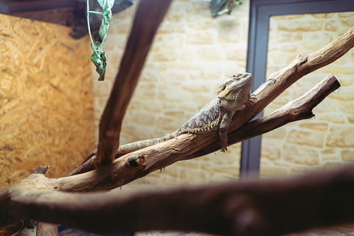 Pet lizard resting on a branch in terrarium
