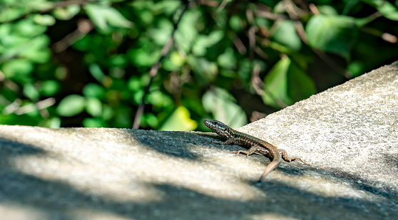 Lizard on a wall near Lake Geneva, Switzerland
