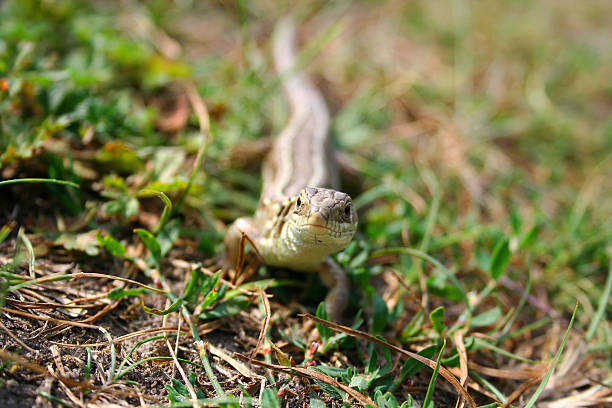 Lizard on meadow stock photo
