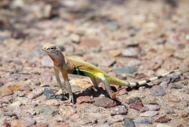 lizard stock photo