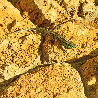 Green lizard (Lacerta viridis) basking in the sun.