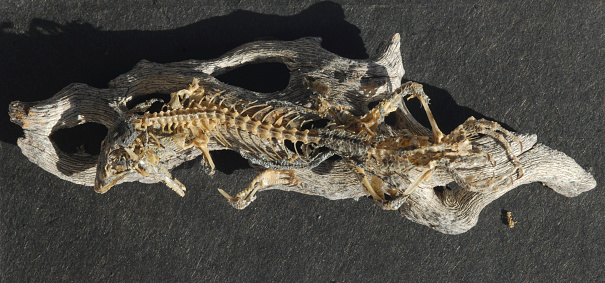Lizard Skeleton on driftwood
