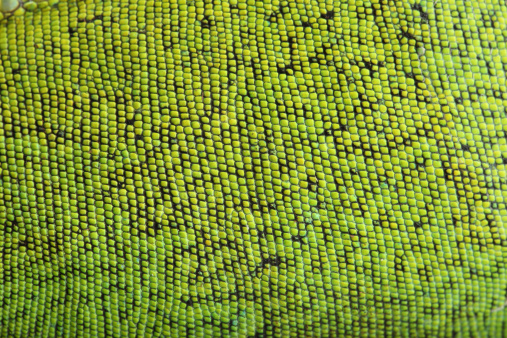 Closeup image of skin of green Iguana.