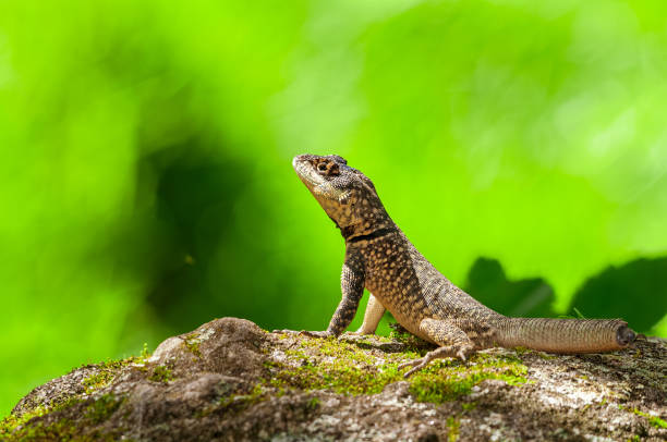 Lizard with tail regenerating on rock sunbathing. stock photo