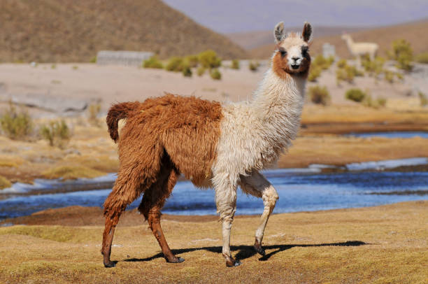 Llama (Lama glama) near the Laguna Colorada, Bolivia. stock photo