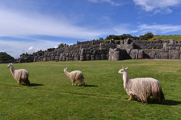 Llamas and the stone wall of Inca ruins, Peru stock photo