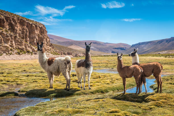 Llamas in Bolivia stock photo