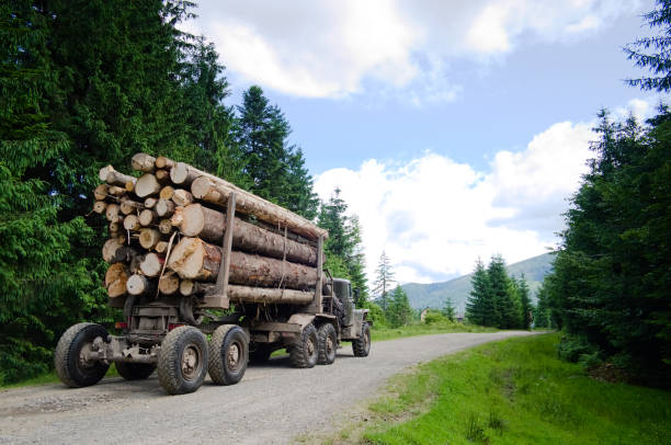 Loaded timber truck transports logs in the forest stock photo