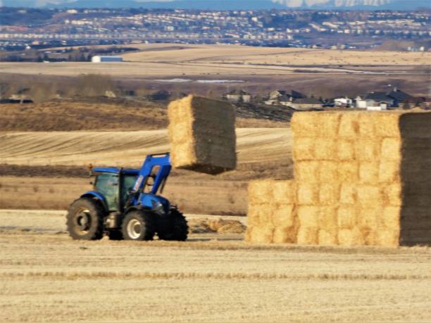 Loading Square Hay Bales Onto a Transportation Truck in Alberta Canada code 775085614 stock photo