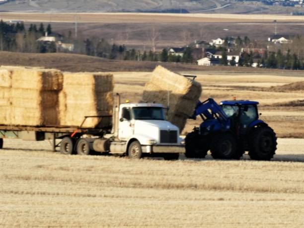 Loading Square Hay Bales Onto a Transportation Truck in Alberta Canada code 775085614 stock photo