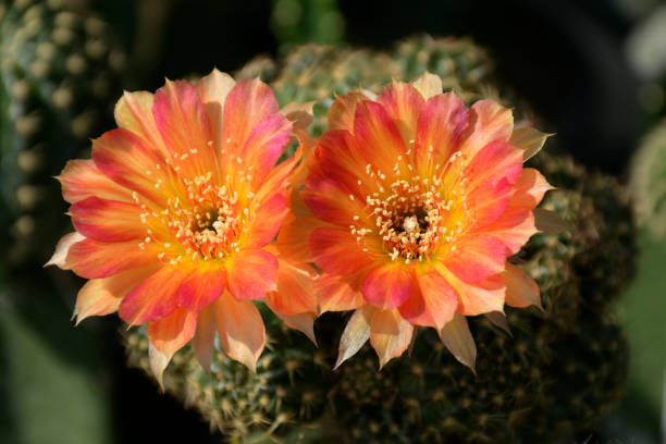 Lobivia spp. with pink and orange flowers. stock photo