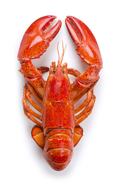 Lobster close up Boiled lobster on white background claw photos stock pictures, royalty-free photos & images