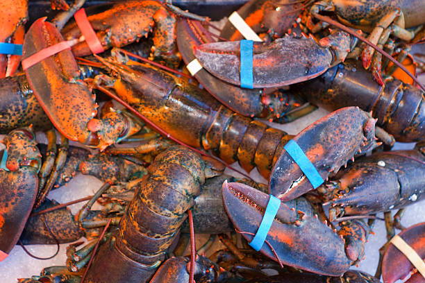 Lobsters. stock photo