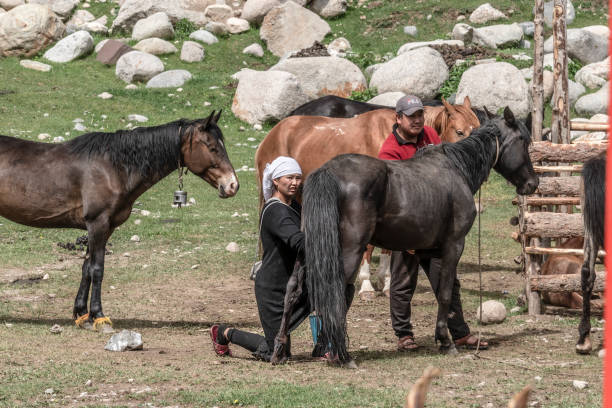 local horse breeders in issık lakeside in kyrgyzstan milking a mare for kumis. - paardenmelk stockfoto's en -beelden