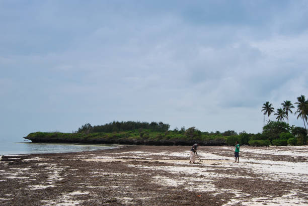 Local people clean the beach. Seeweed at the beach coming from the ocean, at low tide. Ecology and environmental protection concept. stock photo