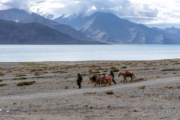 Local people walking with their yaks and horse around the lake. stock photo