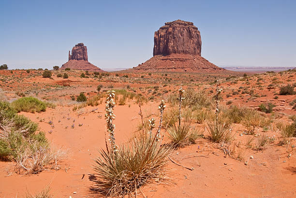 Yucca, East Mitten and Merrick Butte Located on the Arizona/Utah border at an elevation of 5200 feet, Monument Valley is filled with unique sandstone formations. This scene is of the iconic East Mitten and Merrick Butte. Monument Valley Tribal is located near Oljato, Utah, USA. jeff goulden monument valley stock pictures, royalty-free photos & images