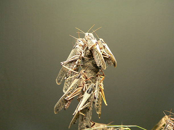 locusts stock photo