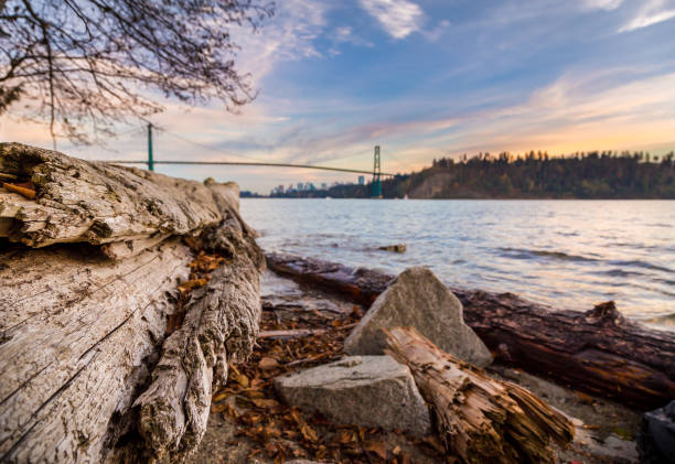 Log on the beach with the Lions Gate Bridge in the background at sunset. Log on the beach with the Lions Gate Bridge in the background at sunset west vancouver stock pictures, royalty-free photos & images